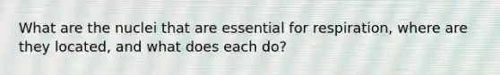 What are the nuclei that are essential for respiration, where are they located, and what does each do?