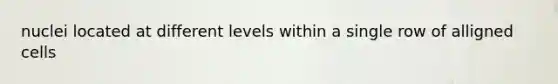 nuclei located at different levels within a single row of alligned cells