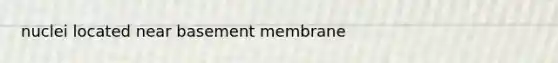 nuclei located near basement membrane