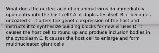 What does the nucleic acid of an animal virus do immediately upon entry into the host cell? A. it duplicates itself B. it becomes uncoated C. it alters the genetic expression of the host and instructs it to synthesize building blocks for new viruses D. it causes the host cell to round up and produce inclusion bodies in the cytoplasm E. it causes the host cell to enlarge and form multinucleated giant cells