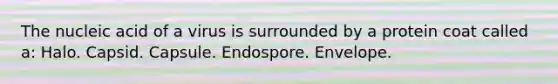 The nucleic acid of a virus is surrounded by a protein coat called a: Halo. Capsid. Capsule. Endospore. Envelope.