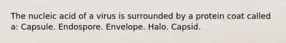 The nucleic acid of a virus is surrounded by a protein coat called a: Capsule. Endospore. Envelope. Halo. Capsid.