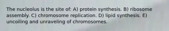 The nucleolus is the site of: A) protein synthesis. B) ribosome assembly. C) chromosome replication. D) lipid synthesis. E) uncoiling and unraveling of chromosomes.