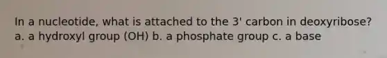 In a nucleotide, what is attached to the 3' carbon in deoxyribose? a. a hydroxyl group (OH) b. a phosphate group c. a base