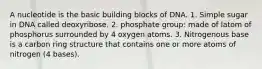 A nucleotide is the basic building blocks of DNA. 1. Simple sugar in DNA called deoxyribose. 2. phosphate group: made of latom of phosphorus surrounded by 4 oxygen atoms. 3. Nitrogenous base is a carbon ring structure that contains one or more atoms of nitrogen (4 bases).