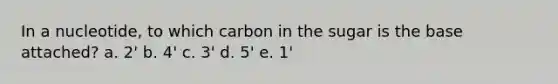 In a nucleotide, to which carbon in the sugar is the base attached? a. 2' b. 4' c. 3' d. 5' e. 1'