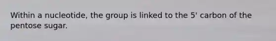 Within a nucleotide, the group is linked to the 5' carbon of the pentose sugar.