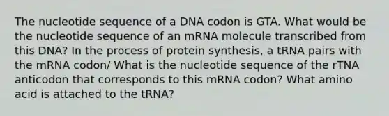 The nucleotide sequence of a DNA codon is GTA. What would be the nucleotide sequence of an mRNA molecule transcribed from this DNA? In the process of protein synthesis, a tRNA pairs with the mRNA codon/ What is the nucleotide sequence of the rTNA anticodon that corresponds to this mRNA codon? What amino acid is attached to the tRNA?