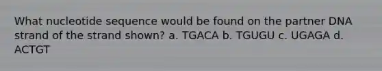 What nucleotide sequence would be found on the partner DNA strand of the strand shown? a. TGACA b. TGUGU c. UGAGA d. ACTGT