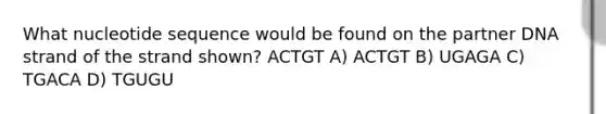 What nucleotide sequence would be found on the partner DNA strand of the strand shown? ACTGT A) ACTGT B) UGAGA C) TGACA D) TGUGU