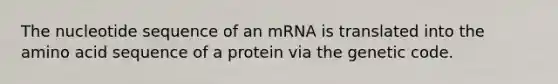 The nucleotide sequence of an mRNA is translated into the amino acid sequence of a protein via the genetic code.