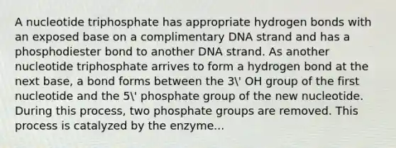 A nucleotide triphosphate has appropriate hydrogen bonds with an exposed base on a complimentary DNA strand and has a phosphodiester bond to another DNA strand. As another nucleotide triphosphate arrives to form a hydrogen bond at the next base, a bond forms between the 3' OH group of the first nucleotide and the 5' phosphate group of the new nucleotide. During this process, two phosphate groups are removed. This process is catalyzed by the enzyme...