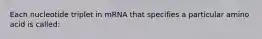 Each nucleotide triplet in mRNA that specifies a particular amino acid is called: