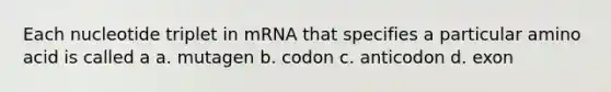 Each nucleotide triplet in mRNA that specifies a particular amino acid is called a a. mutagen b. codon c. anticodon d. exon