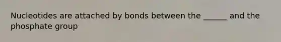 Nucleotides are attached by bonds between the ______ and the phosphate group