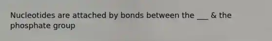 Nucleotides are attached by bonds between the ___ & the phosphate group