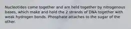 Nucleotides come together and are held together by nitrogenous bases, which make and hold the 2 strands of DNA together with weak hydrogen bonds. Phosphate attaches to the sugar of the other.