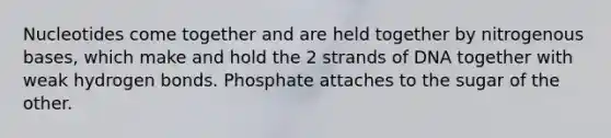 Nucleotides come together and are held together by nitrogenous bases, which make and hold the 2 strands of DNA together with weak hydrogen bonds. Phosphate attaches to the sugar of the other.