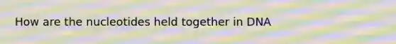 How are the nucleotides held together in DNA