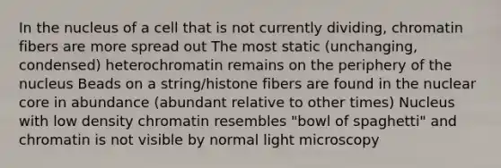 In the nucleus of a cell that is not currently dividing, chromatin fibers are more spread out The most static (unchanging, condensed) heterochromatin remains on the periphery of the nucleus Beads on a string/histone fibers are found in the nuclear core in abundance (abundant relative to other times) Nucleus with low density chromatin resembles "bowl of spaghetti" and chromatin is not visible by normal light microscopy