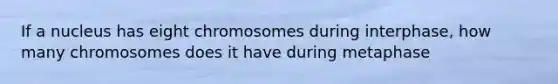 If a nucleus has eight chromosomes during interphase, how many chromosomes does it have during metaphase