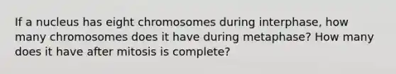 If a nucleus has eight chromosomes during interphase, how many chromosomes does it have during metaphase? How many does it have after mitosis is complete?