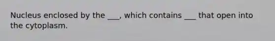 Nucleus enclosed by the ___, which contains ___ that open into the cytoplasm.