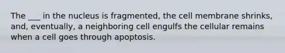 The ___ in the nucleus is fragmented, the cell membrane shrinks, and, eventually, a neighboring cell engulfs the cellular remains when a cell goes through apoptosis.