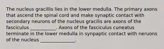 The nucleus gracillis lies in the lower medulla. The primary axons that ascend <a href='https://www.questionai.com/knowledge/kkAfzcJHuZ-the-spinal-cord' class='anchor-knowledge'>the spinal cord</a> and make synaptic contact with secondary neurons of the nucleus gracilis are axons of the fasciculus ___________. Axons of the fasciculus cuneatus terminate in the lower medulla in synpaptic contact with neruons of the nucleus _______________.