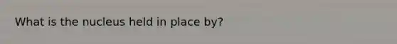 What is the nucleus held in place by?