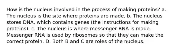 How is the nucleus involved in the process of making proteins? a. The nucleus is the site where proteins are made. b. The nucleus stores DNA, which contains genes (the instructions for making proteins). c. The nucleus is where <a href='https://www.questionai.com/knowledge/kDttgcz0ig-messenger-rna' class='anchor-knowledge'>messenger rna</a> is made. Messenger RNA is used by ribosomes so that they can make the correct protein. D. Both B and C are roles of the nucleus.