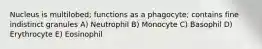 Nucleus is multilobed; functions as a phagocyte; contains fine indistinct granules A) Neutrophil B) Monocyte C) Basophil D) Erythrocyte E) Eosinophil