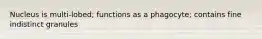 Nucleus is multi-lobed; functions as a phagocyte; contains fine indistinct granules