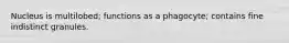 Nucleus is multilobed; functions as a phagocyte; contains fine indistinct granules.