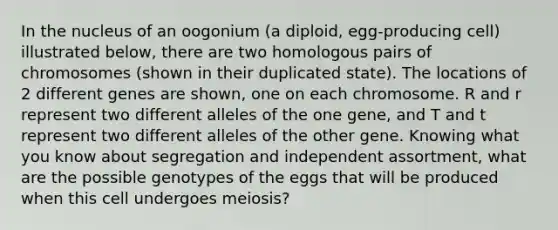 In the nucleus of an oogonium (a diploid, egg-producing cell) illustrated below, there are two homologous pairs of chromosomes (shown in their duplicated state). The locations of 2 different genes are shown, one on each chromosome. R and r represent two different alleles of the one gene, and T and t represent two different alleles of the other gene. Knowing what you know about segregation and independent assortment, what are the possible genotypes of the eggs that will be produced when this cell undergoes meiosis?