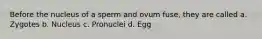 Before the nucleus of a sperm and ovum fuse, they are called a. Zygotes b. Nucleus c. Pronuclei d. Egg