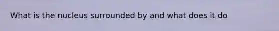 What is the nucleus surrounded by and what does it do