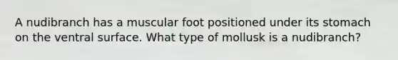 A nudibranch has a muscular foot positioned under its stomach on the ventral surface. What type of mollusk is a nudibranch?