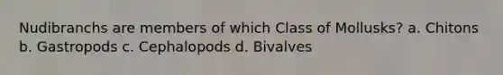 Nudibranchs are members of which Class of Mollusks? a. Chitons b. Gastropods c. Cephalopods d. Bivalves