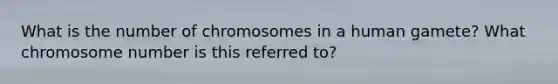 What is the number of chromosomes in a human gamete? What chromosome number is this referred to?