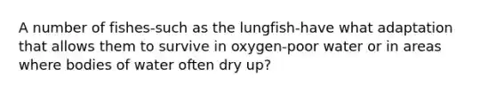 A number of fishes-such as the lungfish-have what adaptation that allows them to survive in oxygen-poor water or in areas where bodies of water often dry up?