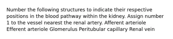 Number the following structures to indicate their respective positions in the blood pathway within the kidney. Assign number 1 to the vessel nearest the renal artery. Afferent arteriole Efferent arteriole Glomerulus Peritubular capillary Renal vein