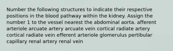 Number the following structures to indicate their respective positions in the blood pathway within the kidney. Assign the number 1 to the vessel nearest the abdominal aorta. afferent arteriole arcuate artery arcuate vein cortical radiate artery cortical radiate vein efferent arteriole glomerulus pertibular capillary renal artery renal vein