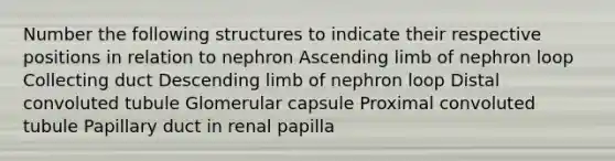 Number the following structures to indicate their respective positions in relation to nephron Ascending limb of nephron loop Collecting duct Descending limb of nephron loop Distal convoluted tubule Glomerular capsule Proximal convoluted tubule Papillary duct in renal papilla