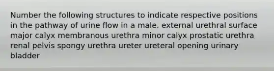 Number the following structures to indicate respective positions in the pathway of urine flow in a male. external urethral surface major calyx membranous urethra minor calyx prostatic urethra renal pelvis spongy urethra ureter ureteral opening urinary bladder