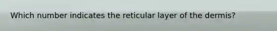 Which number indicates the reticular layer of the dermis?