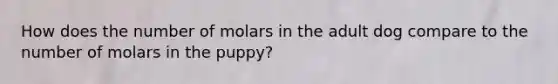 How does the number of molars in the adult dog compare to the number of molars in the puppy?