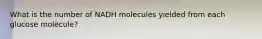 What is the number of NADH molecules yielded from each glucose molecule?