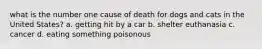 what is the number one cause of death for dogs and cats in the United States? a. getting hit by a car b. shelter euthanasia c. cancer d. eating something poisonous