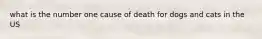 what is the number one cause of death for dogs and cats in the US